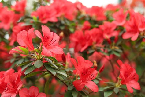 Azalia japońska HOT SHOT VARIEGATA