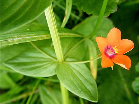 Scarlet Pimpernel facts and health benefits