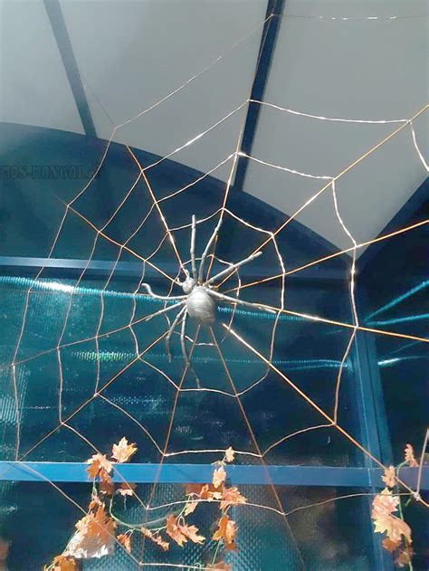 Средний кованый паук: цена и описание