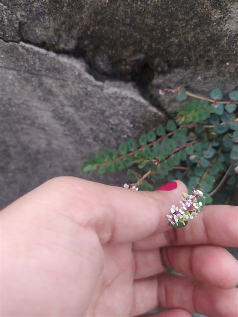 Euphorbia umbellulata from Tonalá Jal México on July 4 2022 at 06