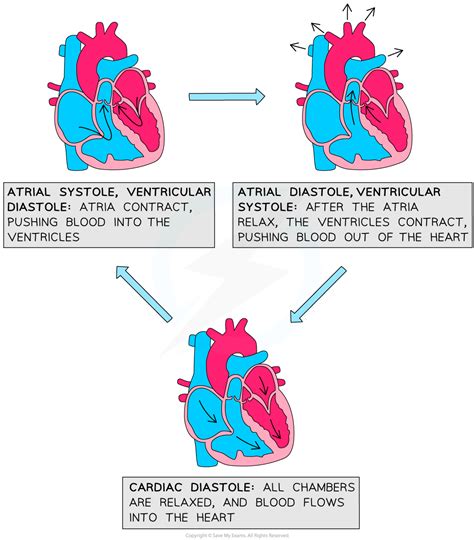 Cardiac Cycle Edexcel A Snab A Level Biology Revision Notes