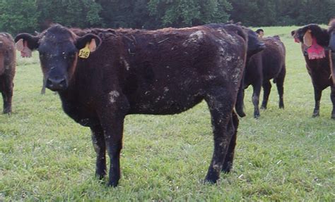 Tall Fescue. Wonder Grass or Toxic Curse? | NC State Extension