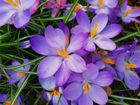 Best Spring Flowers Names | Best Flower Site