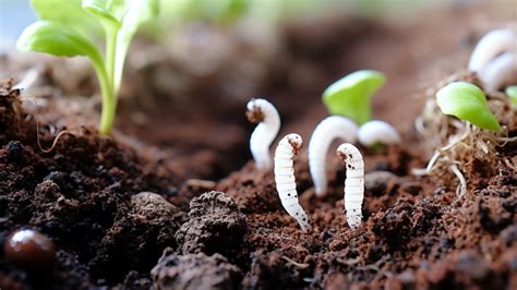 curious case  tiny white worms  soil unraveling  mystery