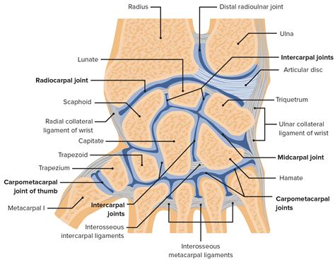 Wrist Joint: Anatomy | Concise Medical Knowledge