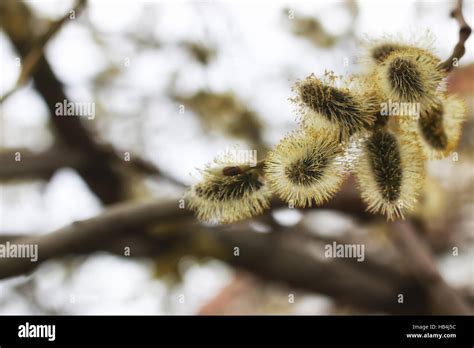 Pussy Willow Tree Stock Photo Alamy