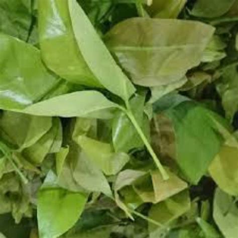 Jual Daun Melinjo Muda Daun So 100 Daun Shopee Indonesia