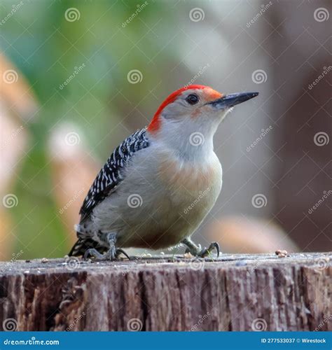 There is a Red-headed Woodpecker that Looks To Be Eating Leaves Stock