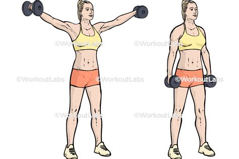 Lateral / Side Shoulder Dumbbell Raises / Power Partials – WorkoutLabs Exercise Guide