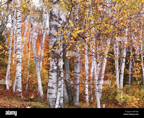 Fall Nature Scenery Of Birch Trees With Colorful Yellow Leaves In A