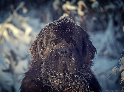 Фото ньюфаундленда (167 фотографий)