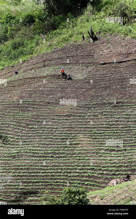 Vegetable Fields On The Island Of Mindanao The Philippines Stock Photo