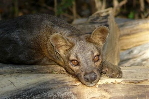 Highlights of Madagascar for the Active and Adventurous - Reef and