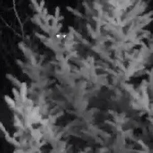 Tomorrow Night: Three Months In Hell | Sasquatch Chronicles