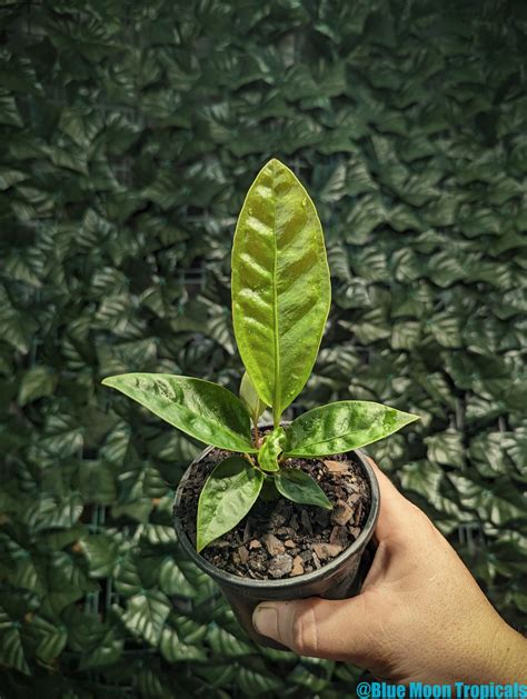 anthurium superbum blue moon tropicals