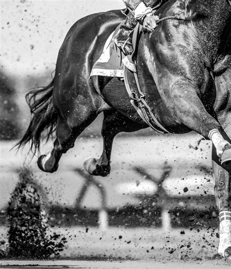 Accredited Texas-Bred FAQ | TQHA | Texas Quarter Horse Association