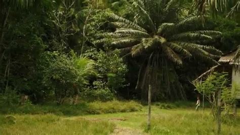 Fuck For Forest Trailer Pl YouTube