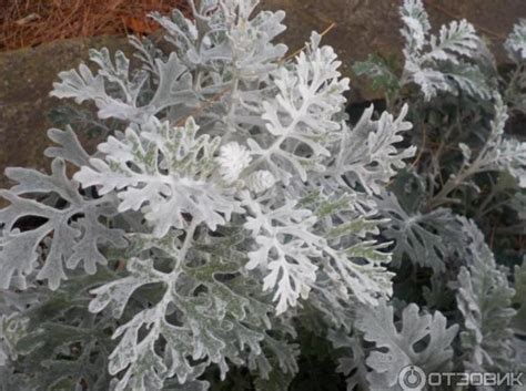 Цинерария: 8 сортов, фото, посадка и уход в открытом грунте