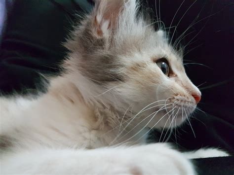 Kitten Miao Pussy Cat Feline Malai Free Image From Needpix