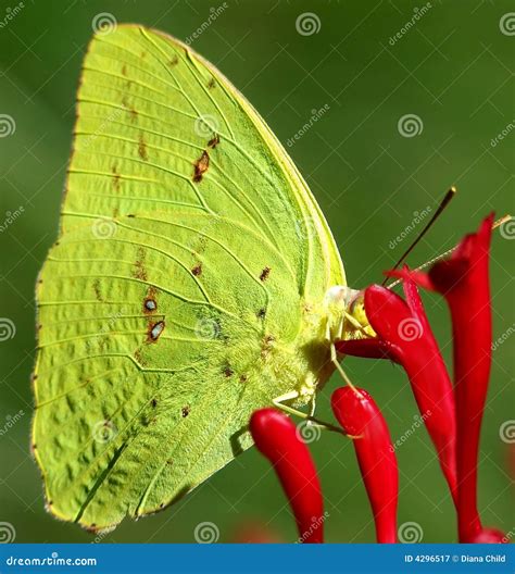 Clouded Sulfur Butterfly Stock Image | CartoonDealer.com #98022775