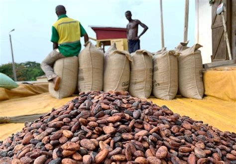 Child Labour Rising In West Africa Cocoa Farms Despite Efforts Report