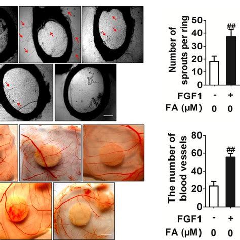 Fa Inhibits Fgf Induces Angiogenesis In Vitro And In Vivo A Fa