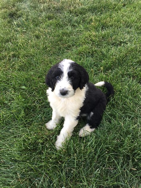 We got a bernadoodle. Half poodle, half Bernese Mountain Dog. : r