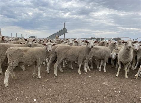 Lot 304 380 Mixed Sex Store Lambs AuctionsPlus