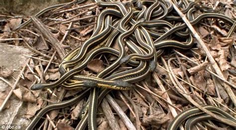 Sex Orgy Dozens Of Male Snakes Struggle To Mate With One Female