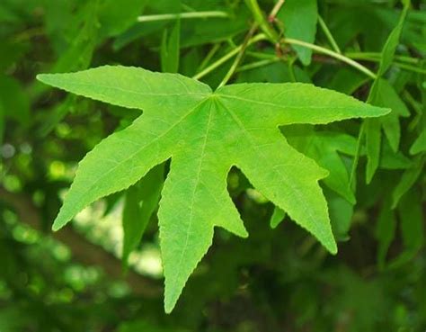 Декоративні дерева