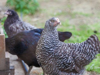 Chicken Worms and Natural Deworming Tips - the Imperfectly Happy home