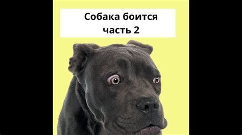 Собака боится. Стресс – Решение проблемы шаг 1 – видим мир ее глазами ...