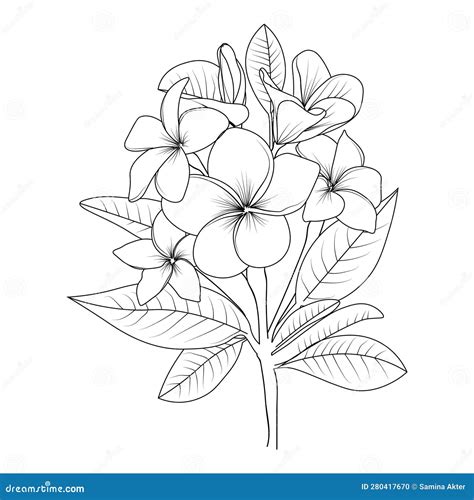 Frangipani Line Art Floral Vector Illustration Vintage Engraved Style