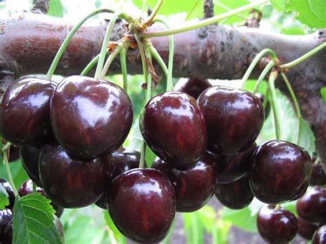 Cаженцы черешни, сорта, описание. Купить саженцы черешни - Саженцы