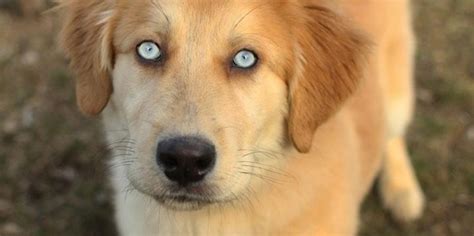 Goberian Mix Between A Siberian Husky And Golden Retriever