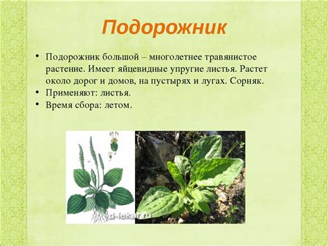 Фото и описание подорожник: Подорожник описание и фото основных видов