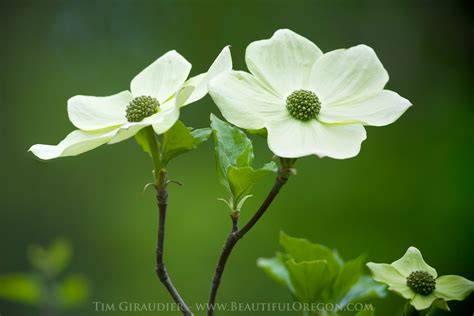 pacific-dogwood-cornus-nuttallii-42412-0869 - Oregon Photography