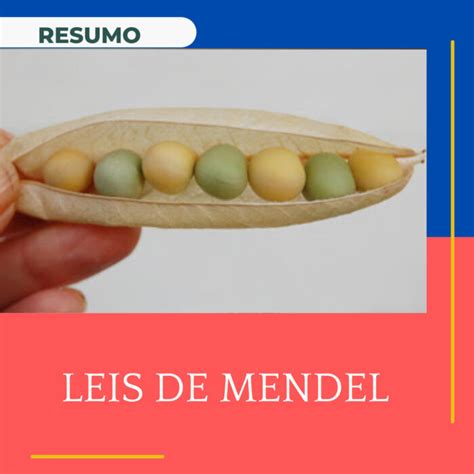 Leis de Mendel resumo sobre genética