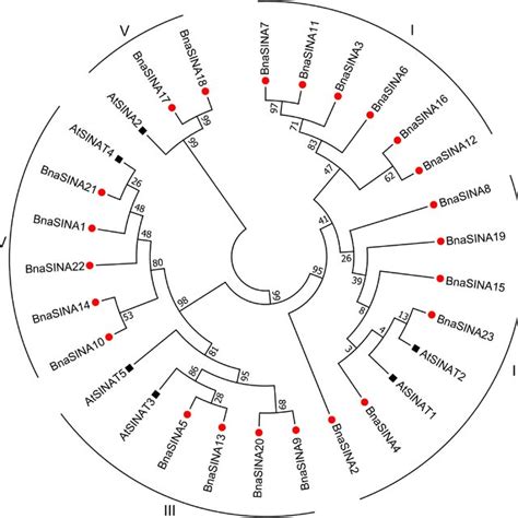 Sequence alignments of SINAs proteins from Arabidopsis thaliana and