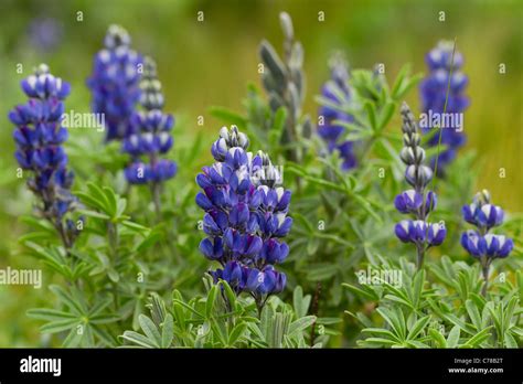 Lupinus Pubescens Common Name Is Ashpa Chocho Familia Fabaceae Blue