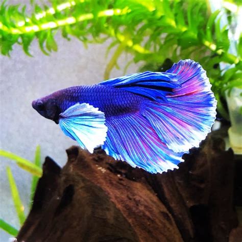 Elephant Ear Betta Care Guide Diet Diseases Tank Set Up And More