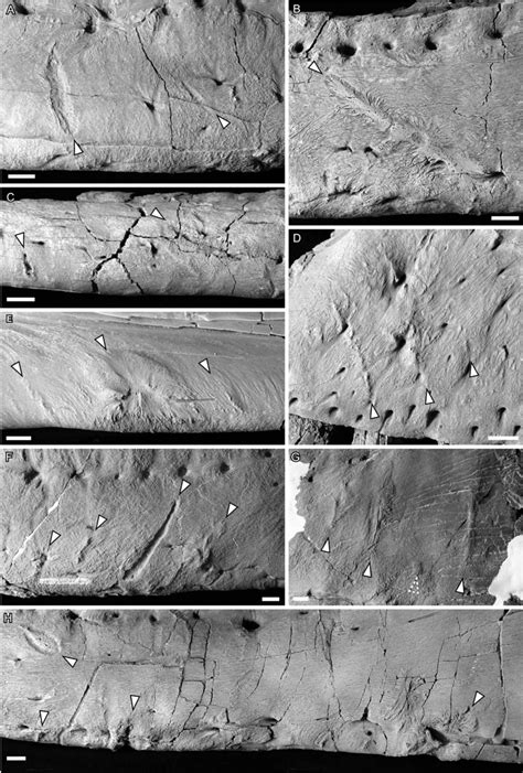 Intraspecific Facial Bite Marks In Tyrannosaurids Provide Insight Into Sexual Maturity And