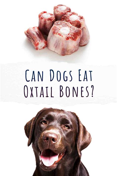 Can Dogs Have Cooked Beef Bones