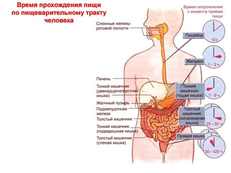 Физиология пищеварения - online presentation
