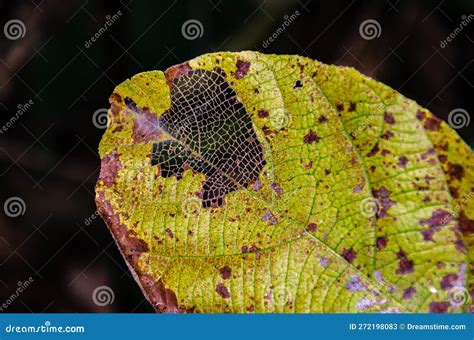 Pattern of leaf veins stock image. Image of macro, abstract - 272198083