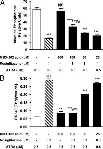 Effect Of MBX 102 Acid On Osteoblast Adipocyte Differentiation Pathways