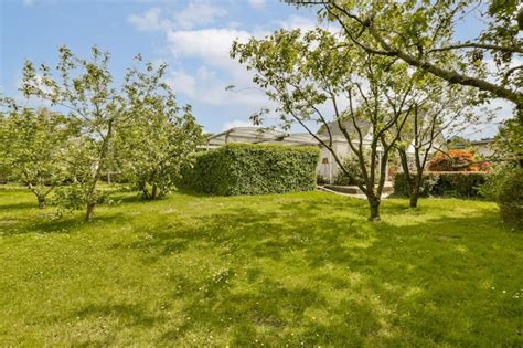 Premium Photo An Apple Tree In The Backyard With Green Grass And