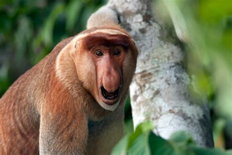 Proboscis-Monkey-Close-up-male-(1) – Chris Hill Wildlife Photography
