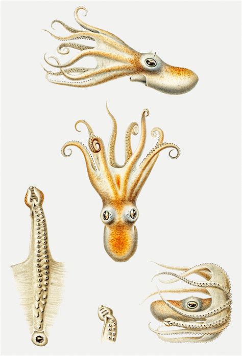vintage glass squid loligo pavo  longfin inshore squid loligo pe