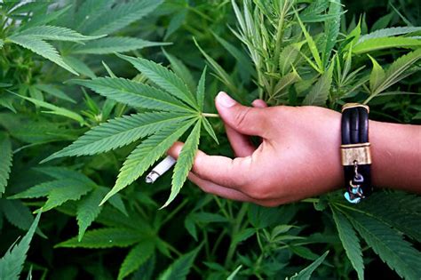 Magnolia El Humo Del Cannabis Podría Beneficiar A Las Funciones